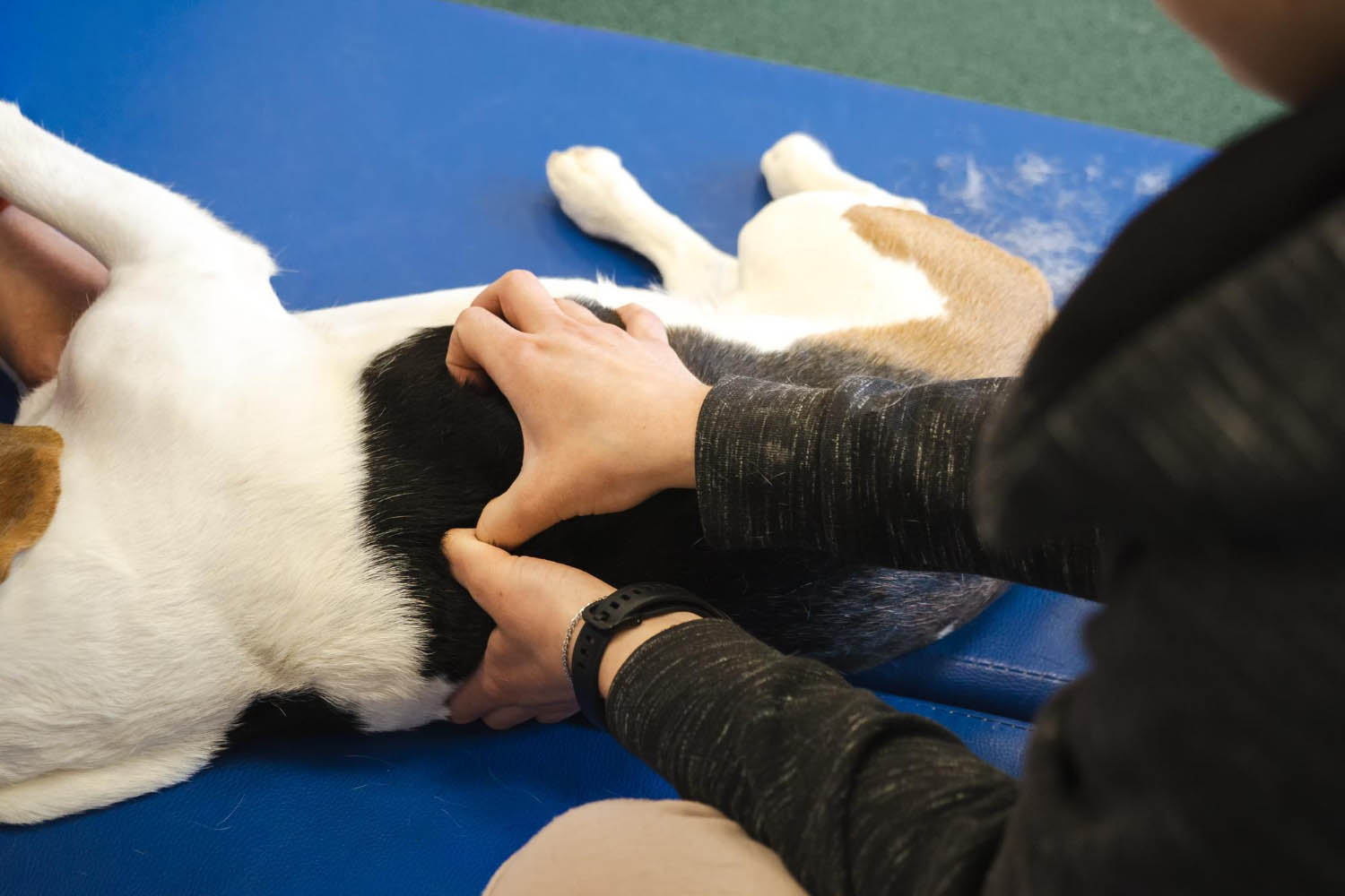 Massage Animalier Lamotte Beuvron