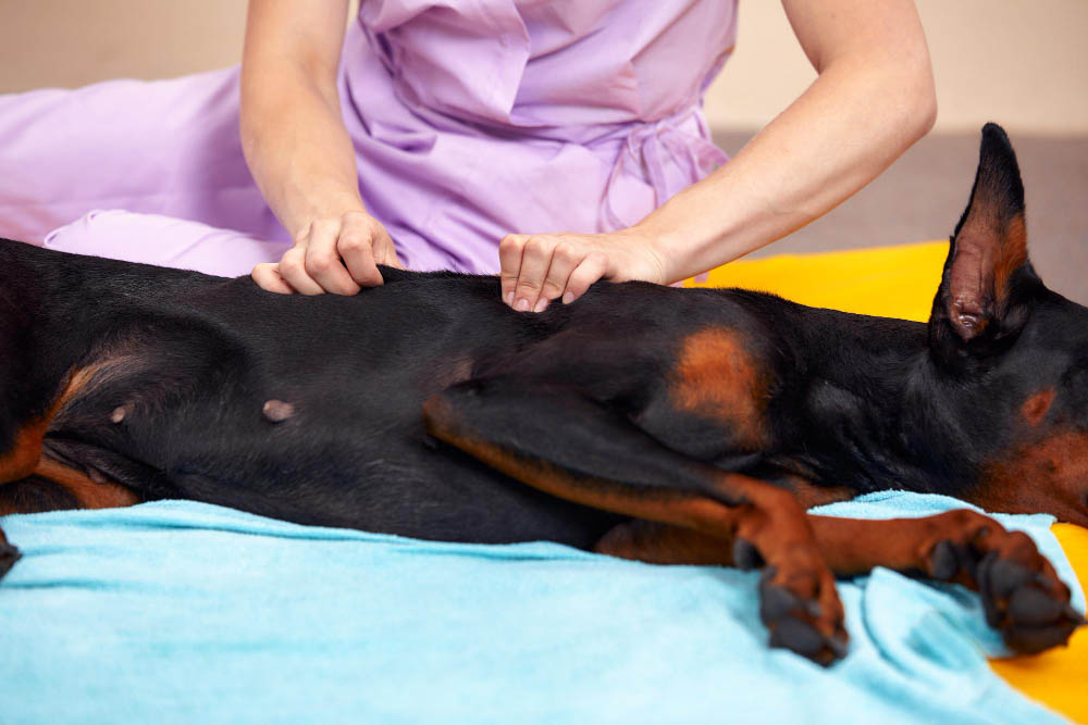 Massage Animalier Selles sur Cher
