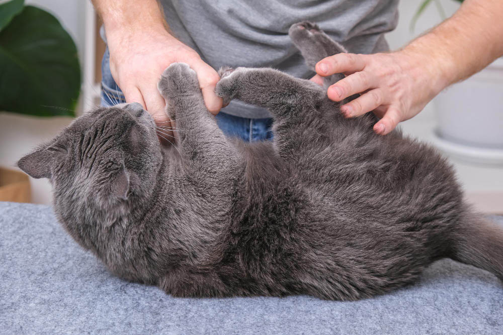 Le massage pour chien et chat : une technique au service de l'équilibre