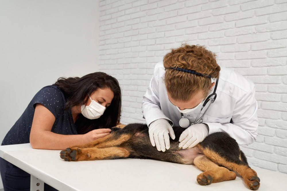 Masseur ou ostéopathe animalier comprendre les besoins de votre compagnon