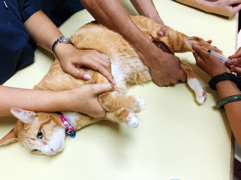Pourquoi accompagner votre compagnon avec une séance de massage canin