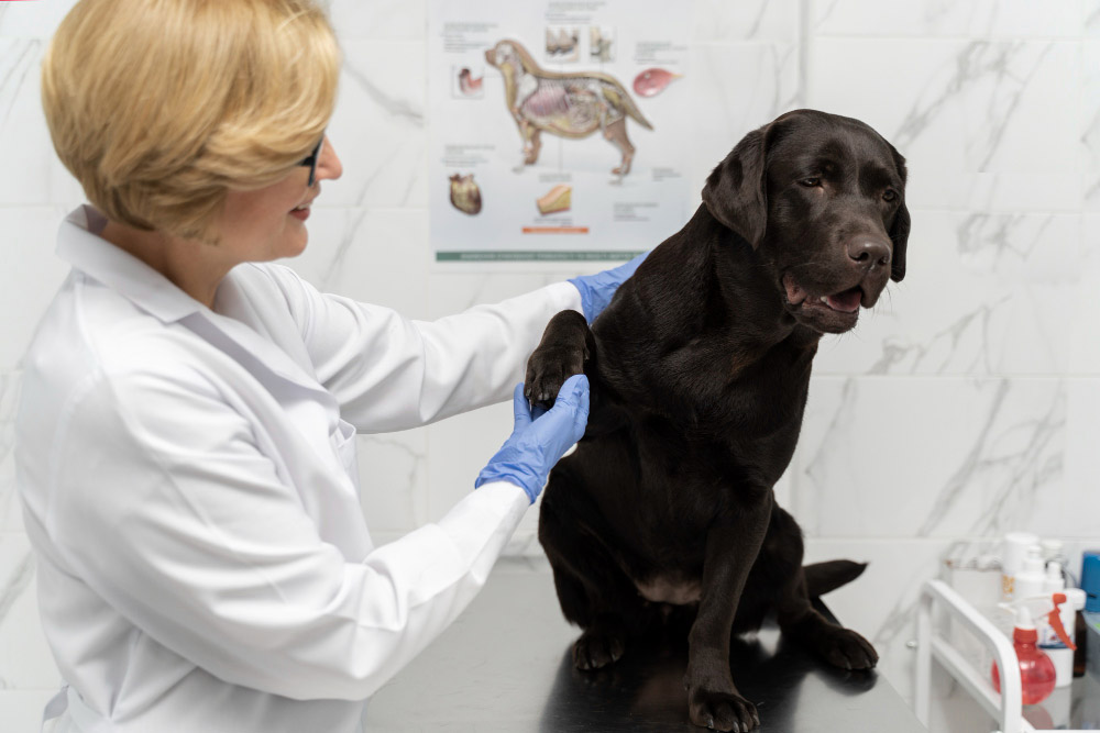 Quels sont les symptômes de la dysplasie de la hanche chez les chiens