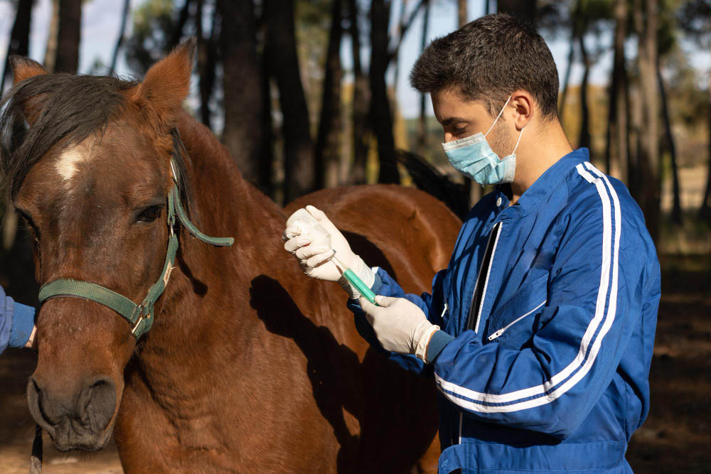 Récupération post-opératoire chez le cheval les clés d’une convalescence réussie