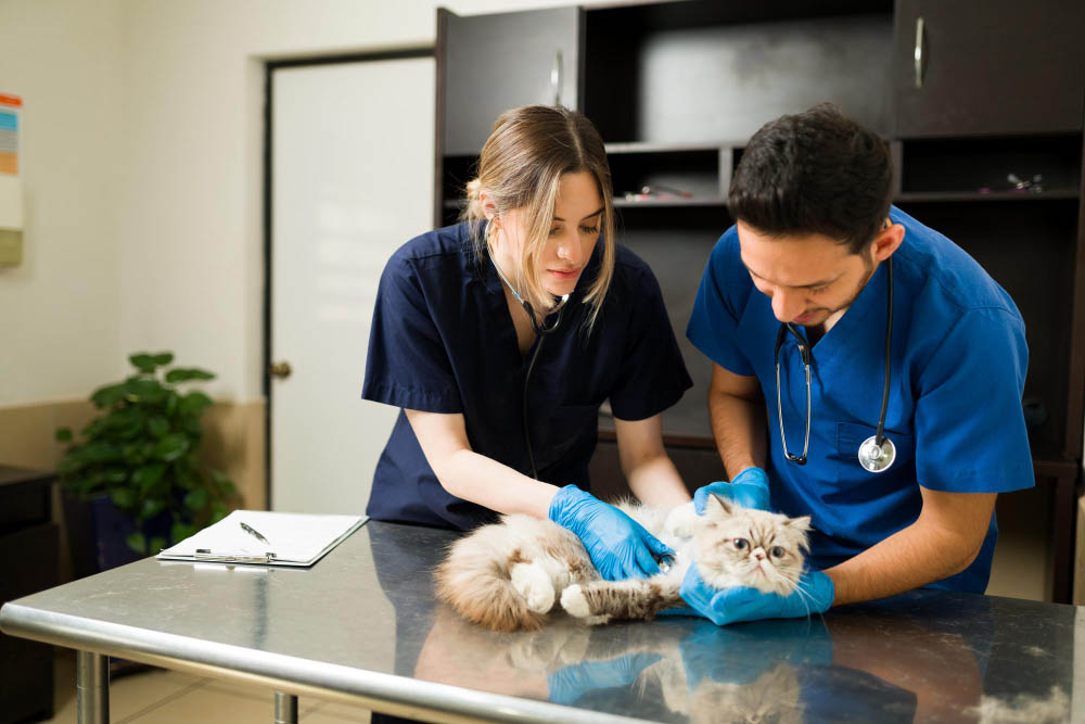 Un service animalier professionnel en Sologne agir en complément de votre vétérinaire ou de l'ostéopathie animale