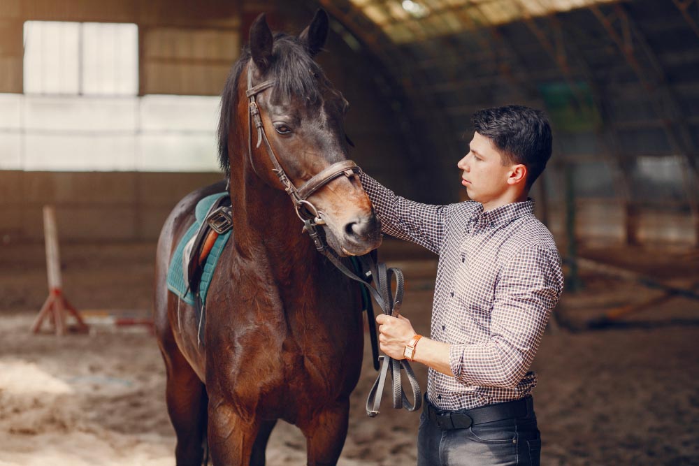 Comment évaluer et optimiser le bien-être du cheval pour avoir un cheval heureux