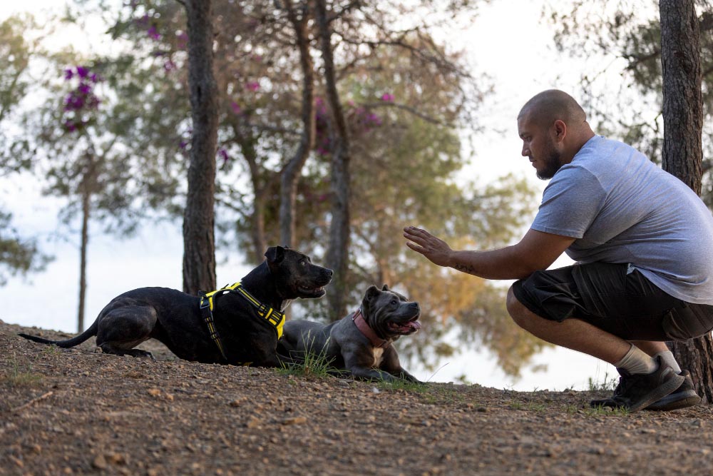 La récupération du chien sportif optimiser la récupération après un effort intense
