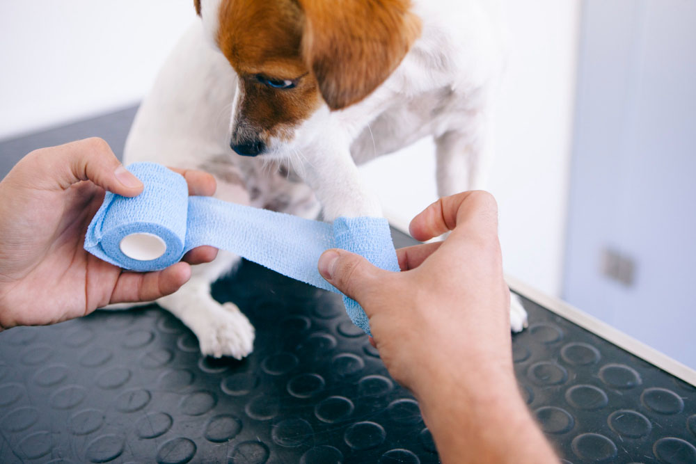 Le rôle du vétérinaire face aux douleurs et aux problèmes articulaires chez le chien