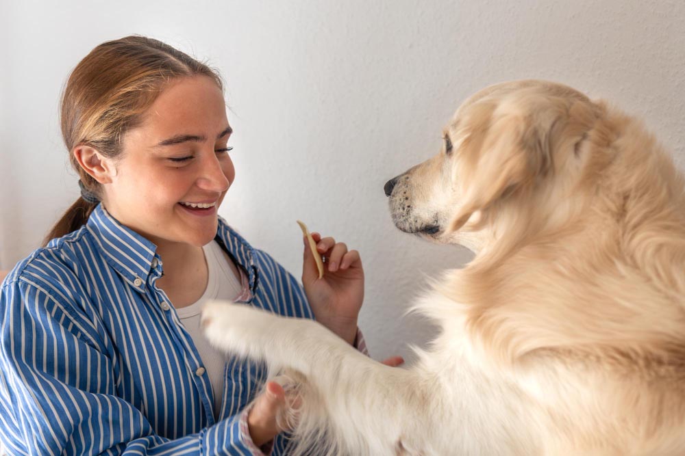 Les clés pour optimiser la qualité de vie du chien au quotidien