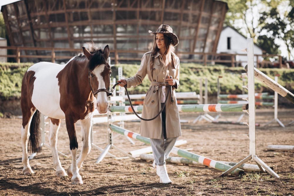 Préparation activité sportive chez le cheval