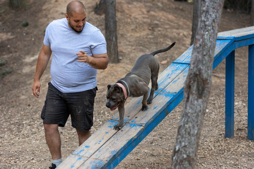 Préparation activité sportive chez le chien