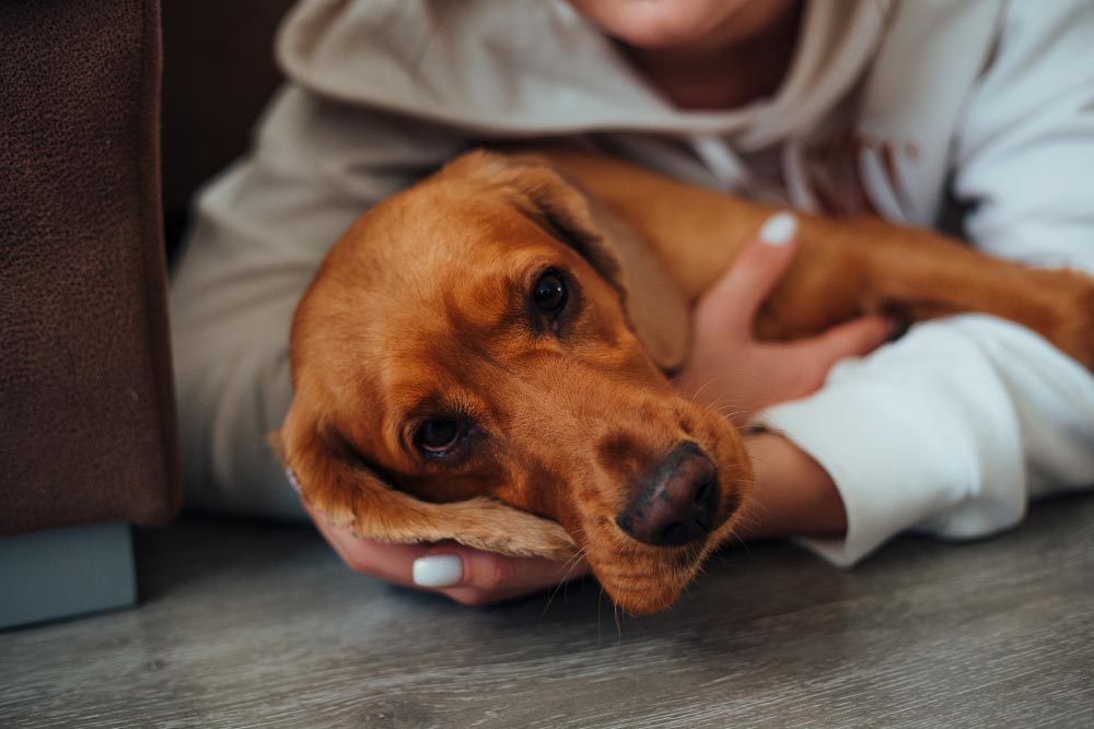 Quelles sont les solutions et conseils vétérinaires pour réduire le stress