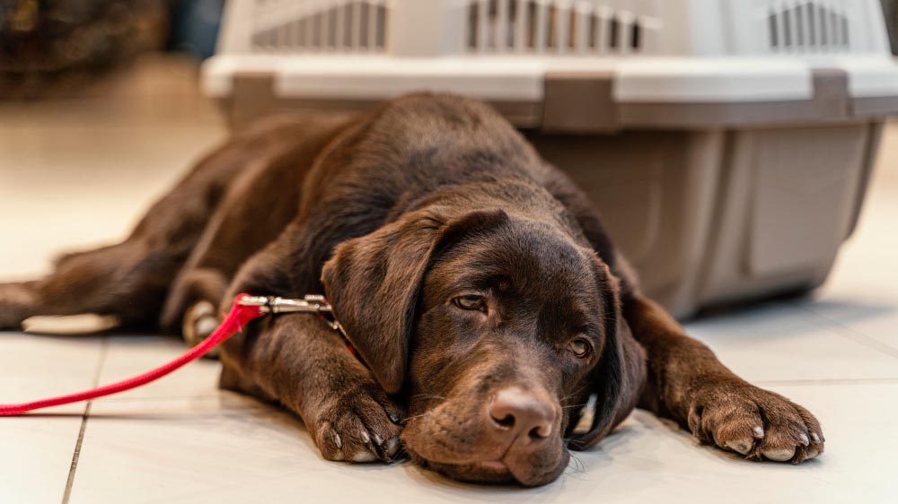 Quels sont les symptômes et les signes de stress chez un chien