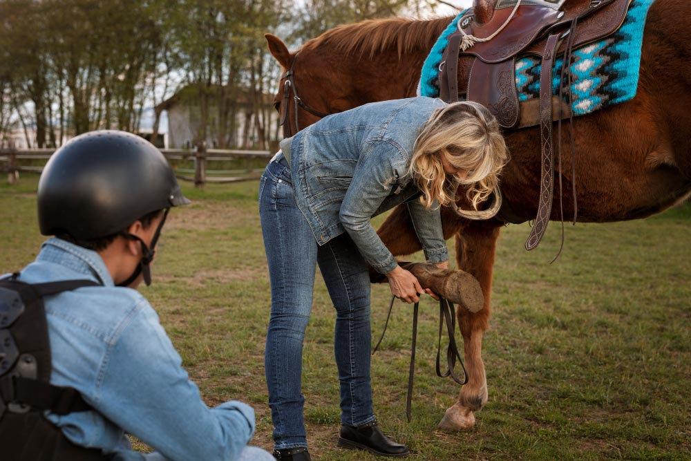 Récupération activité sportive chez le cheval