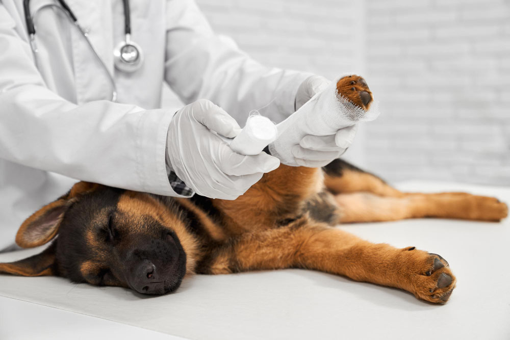 Tension musculaire et articulaire chez le chiot